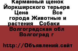 Карманный щенок Йоркширского терьера › Цена ­ 30 000 - Все города Животные и растения » Собаки   . Волгоградская обл.,Волгоград г.